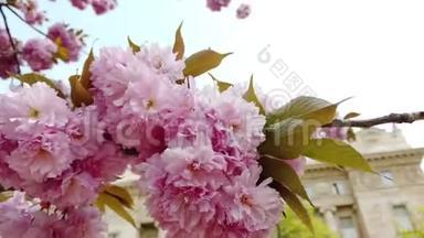 粉红色的樱花，樱花，喜马拉雅樱花在风中摇曳的特写背景